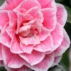 Brilliant Gem Fragrant Camellia Japonica 'Herme' - 1 Gallon Pot