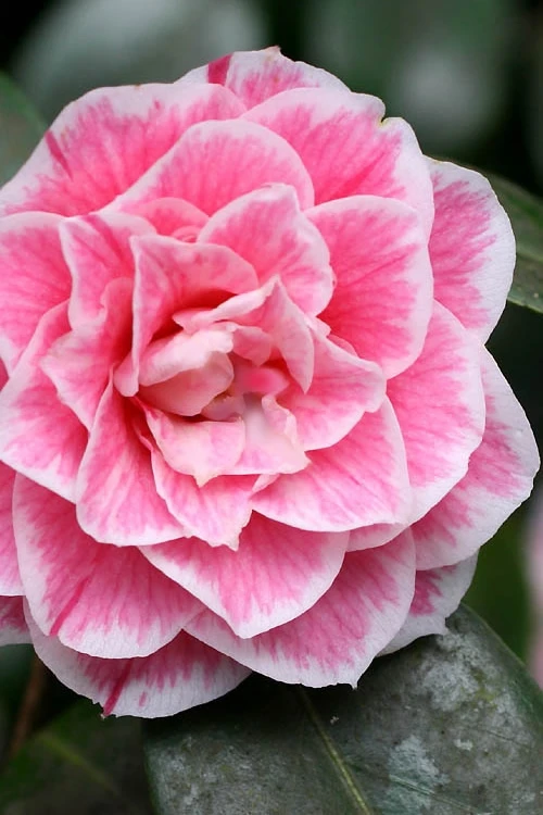 Brilliant Gem Fragrant Camellia Japonica 'Herme' - 7 Gallon Pot 1 Brilliant Gem Fragrant Camellia Japonica 'Herme' - 7 Gallon Pot