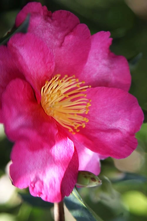 Hiryu Camellia Sasanqua - 3 Gallon Pot 4 Hiryu Camellia Sasanqua - 3 Gallon Pot - Image 4