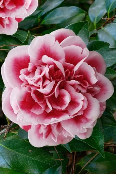 Irrational Exuberance Camellia Japonica - 1 Gallon Pot 11 Irrational Exuberance Camellia Japonica - 1 Gallon Pot -Chaste Tree World camellia irrational exuberance 7