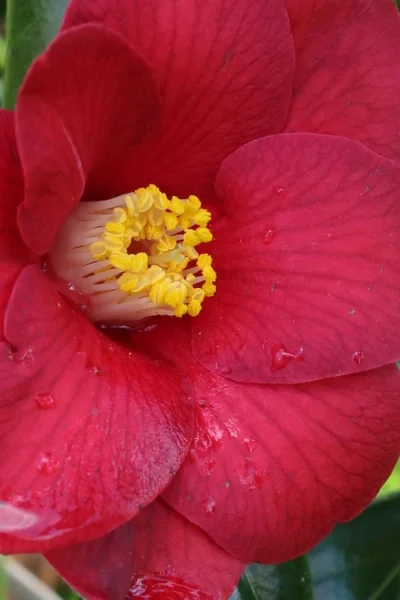 Adeyaka Camellia Japonica - 1 Gallon Pot -Chaste Tree World camellia japonica adeyaka 1