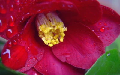 Adeyaka Camellia Japonica - 1 Gallon Pot -Chaste Tree World camellia japonica adeyaka 3