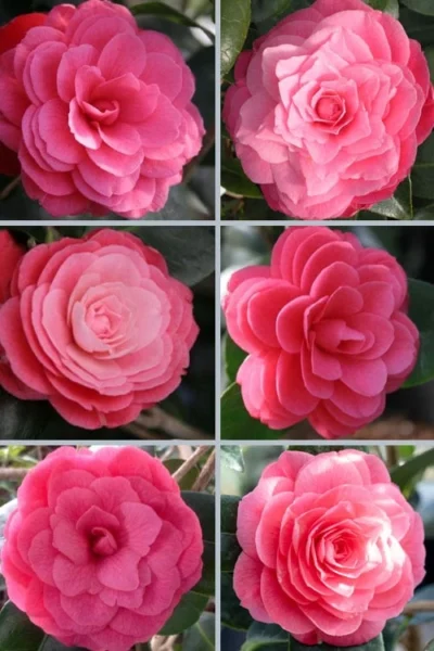 April Kiss Pink Double Flowered Camellia Japonica - 1 Gallon Pot -Chaste Tree World camellia japonica april kiss 102 1