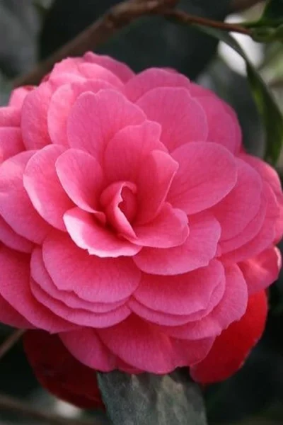 April Kiss Pink Double Flowered Camellia Japonica - 1 Gallon Pot -Chaste Tree World camellia japonica april kiss 103 1