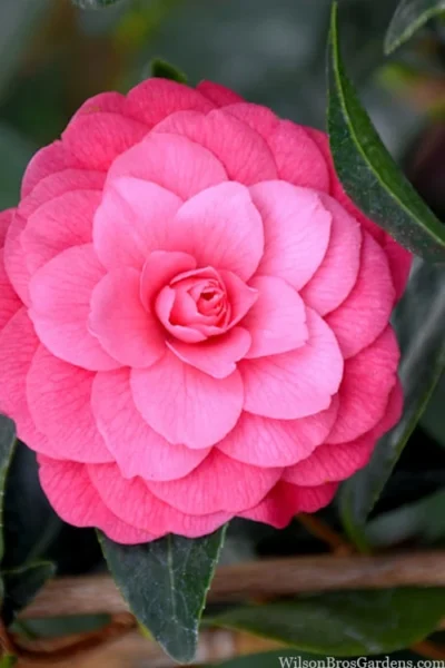 April Kiss Pink Double Flowered Camellia Japonica - 3 Gallon Pot