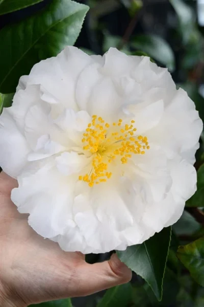 Colonial Dame Camellia - 3 Gallon Pot -Chaste Tree World camellia japonica colonial dame 4