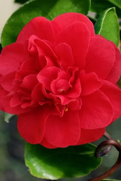Curly Lady Camellia Japonica - 1 Gallon Pot -Chaste Tree World camellia japonica curly lady 1