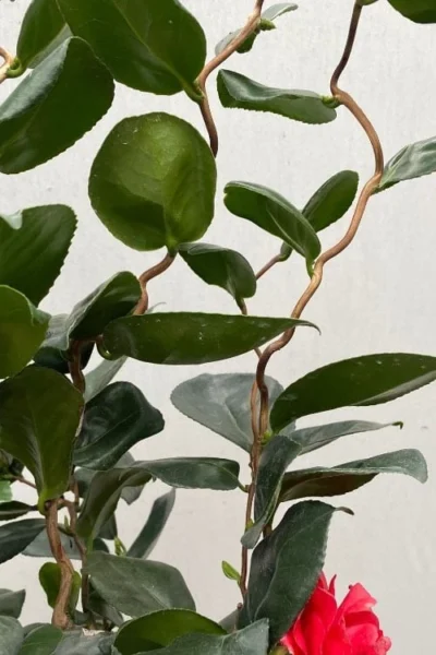 Curly Lady Camellia Japonica - 1 Gallon Pot -Chaste Tree World camellia japonica curly lady 2