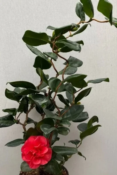 Curly Lady Camellia Japonica - 1 Gallon Pot -Chaste Tree World camellia japonica curly lady 8