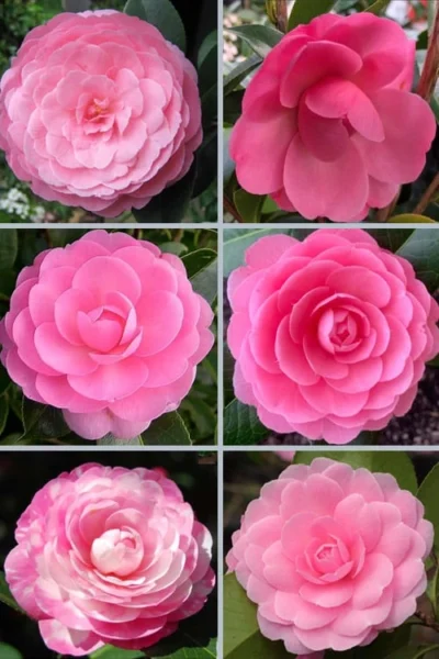 E.G. Waterhouse Camellia - Williamsii Hybrid - 1 Gallon Pot -Chaste Tree World camellia japonica e g waterhouse 21 1
