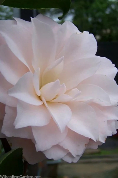 Harriet Bisbee Camellia Japonica - 3 Gallon Pot 7 Harriet Bisbee Camellia Japonica - 3 Gallon Pot -Chaste Tree World camellia japonica harriet bisbee 2