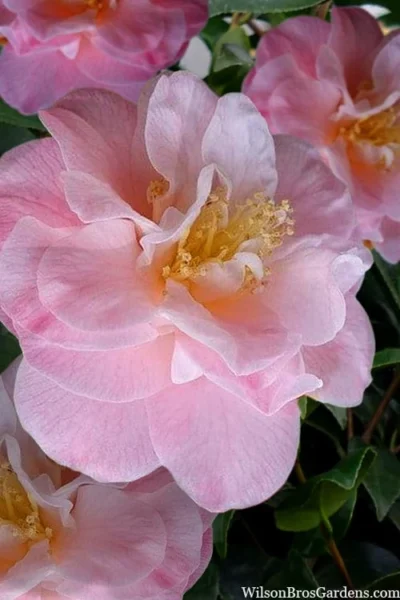 Junior Miss Fragrant Pink Camellia - 7 Gallon Pot -Chaste Tree World camellia japonica junior miss 2
