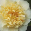Jury's Yellow Camellia - 7 Gallon Pot