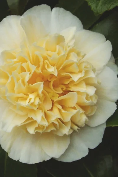 Jury's Yellow Camellia - 7 Gallon Pot
