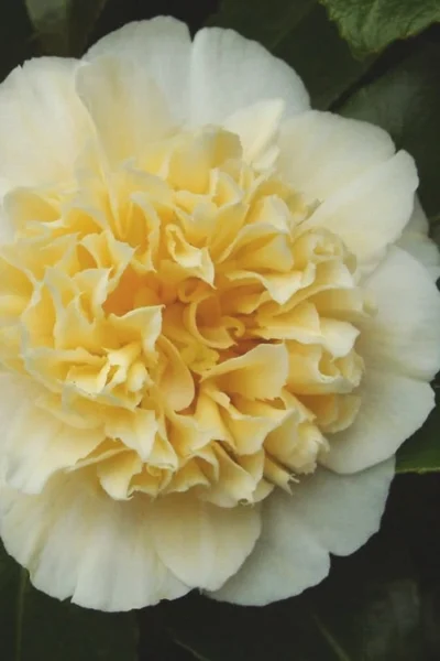 Jury's Yellow Camellia - 3 Gallon Pot