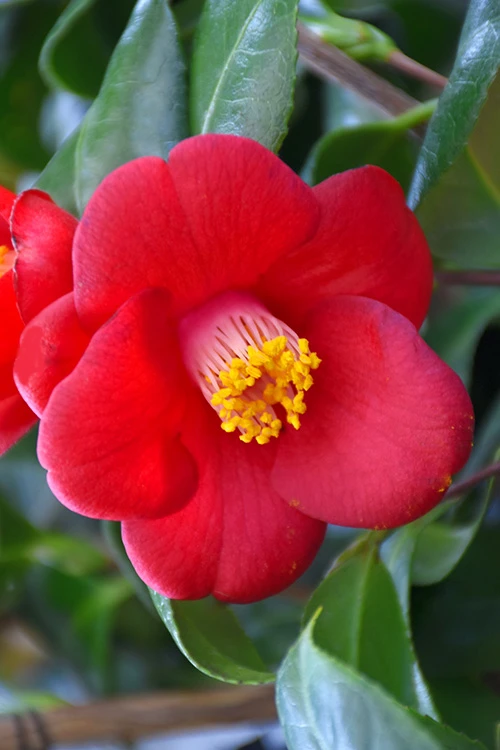 Korean Fire Camellia Japonica - 3 Gallon Pot 4 Korean Fire Camellia Japonica - 3 Gallon Pot - Image 4
