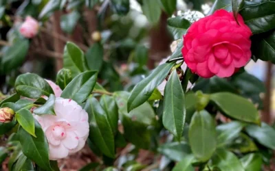 LA Peppermint Camellia Japonica - 3 Gallon Pot -Chaste Tree World camellia japonica la peppermint 101