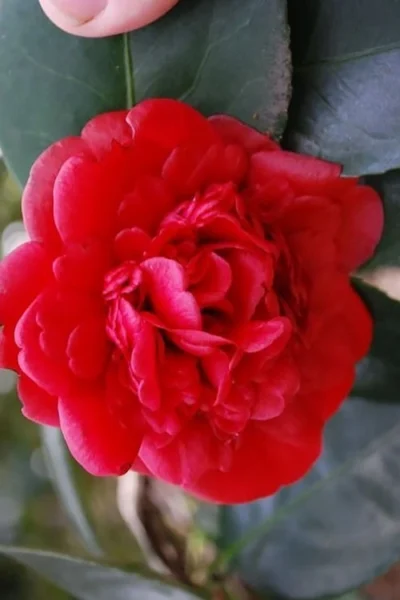 Paulette Goddard Camellia Japonica - 3 Gallon Pot 7 Paulette Goddard Camellia Japonica - 3 Gallon Pot -Chaste Tree World camellia japonica paulette goddard 2