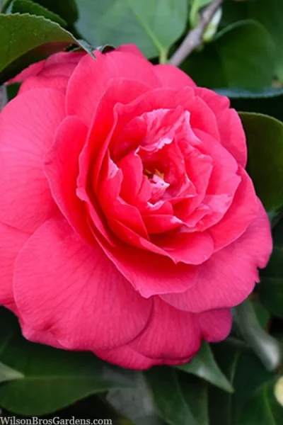Rose Dawn Camellia Japonica - 1 Gallon Pot