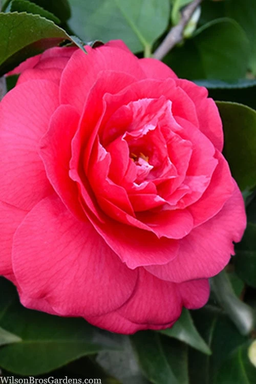 Rose Dawn Camellia Japonica - 1 Gallon Pot 1 Rose Dawn Camellia Japonica - 1 Gallon Pot