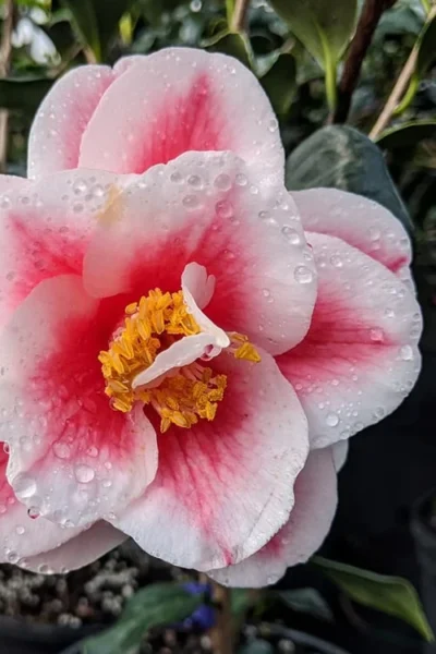 Sadaharu Oh Camellia - 7 Gallon Pot (3-4') -Chaste Tree World camellia japonica sadaharu oh 100