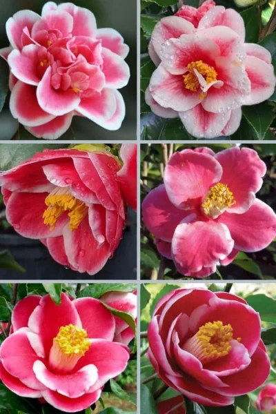 Sadaharu Oh Camellia - 3 Gallon Pot -Chaste Tree World camellia japonica sadaharu oh 102 1