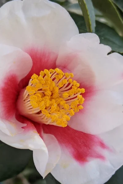 Tama Bell Camellia - 1 Gallon Pot 9 Tama Bell Camellia - 1 Gallon Pot -Chaste Tree World camellia japonica tama bell 1