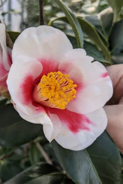 Tama Bell Camellia - 1 Gallon Pot -Chaste Tree World camellia japonica tama bell 2