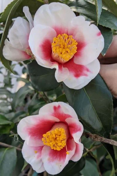Tama Bell Camellia - 1 Gallon Pot