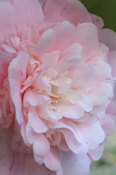 Thompsonii Camellia Japonica - 1 Gallon Pot -Chaste Tree World camellia japonica thompsonii 2