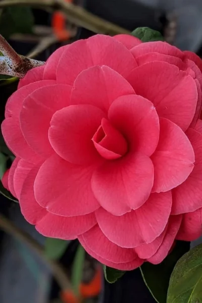 Tomorrow Camellia - 3 Gallon Pot -Chaste Tree World camellia japonica tomorrow 2