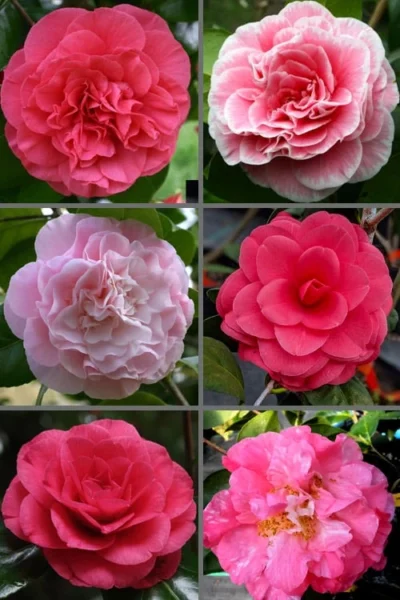 Tomorrow Camellia - 3 Gallon Pot -Chaste Tree World camellia japonica tomorrow 3