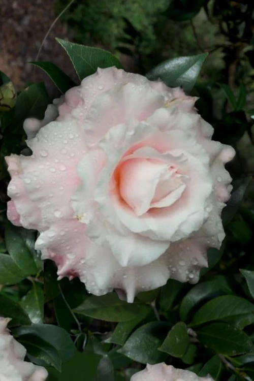 Jerry Donnan Camellia Japonica - 3 Gallon Pot 1 Jerry Donnan Camellia Japonica - 3 Gallon Pot