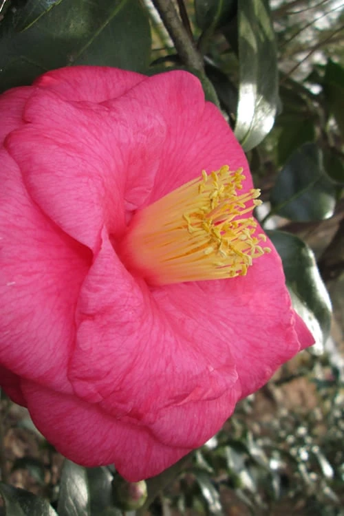 Lady Clare Camellia Japonica - 3 Gallon Pot 6 Lady Clare Camellia Japonica - 3 Gallon Pot - Image 6