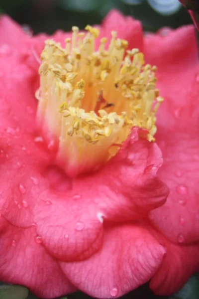 Lady Clare Camellia Japonica - 3 Gallon Pot 9 Lady Clare Camellia Japonica - 3 Gallon Pot -Chaste Tree World camellia lady clare 2