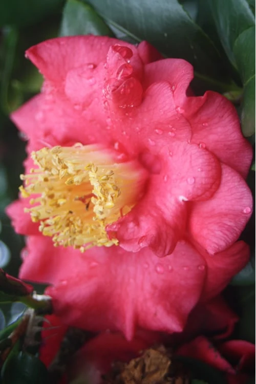 Lady Clare Camellia Japonica - 3 Gallon Pot 1 Lady Clare Camellia Japonica - 3 Gallon Pot