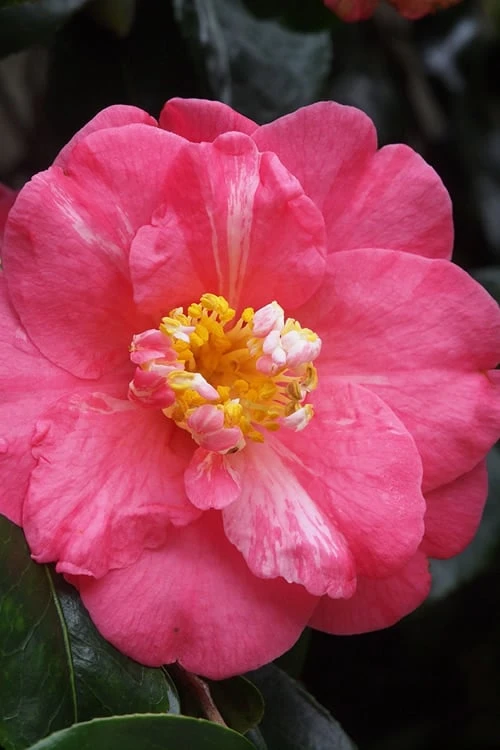 Lady Clare Camellia Japonica - 3 Gallon Pot 5 Lady Clare Camellia Japonica - 3 Gallon Pot - Image 5
