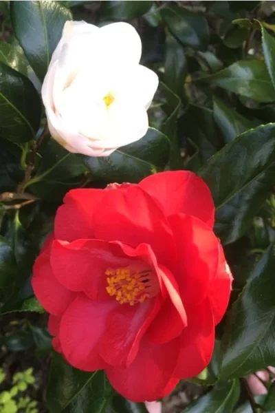 Lady Vansittart Multicolor Camellia Japonica - 1 Gallon Pot 11 Lady Vansittart Multicolor Camellia Japonica - 1 Gallon Pot -Chaste Tree World camellia lady vansittart red flower 1 1