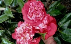 Laura Walker Camellia Japonica - 1 Gallon Pot -Chaste Tree World camellia laura walker 10