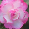 Leslie Ann Camellia Sasanqua - 7 Gallon Pot