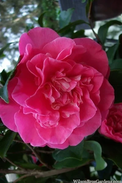 Marie Bracey Camellia Japonica - 3 Gallon Pot -Chaste Tree World camellia marie bracey 100