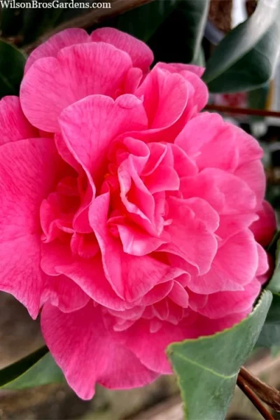 Marie Bracey Camellia Japonica - 3 Gallon Pot -Chaste Tree World camellia marie bracey 102
