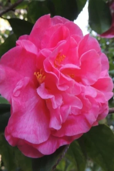 Marie Bracey Camellia Japonica - 3 Gallon Pot -Chaste Tree World camellia marie bracey 5