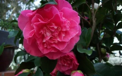 Marie Bracey Camellia Japonica - 3 Gallon Pot -Chaste Tree World camellia marie bracey 6