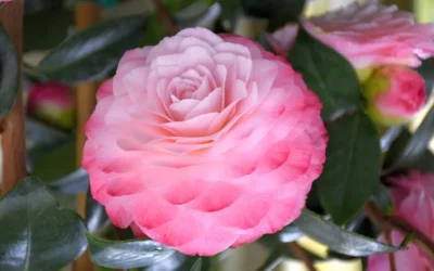Nuccio's Pearl Camellia Japonica - 1 Gallon Pot 9 Nuccio's Pearl Camellia Japonica - 1 Gallon Pot -Chaste Tree World camellia mnuccios pearl 3 1
