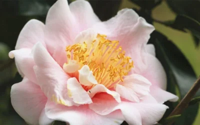 Moonlight Bay Camellia Japonica - 3 Gallon Pot 11 Moonlight Bay Camellia Japonica - 3 Gallon Pot -Chaste Tree World camellia moonlight bay 3