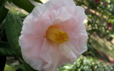 Moonlight Bay Camellia Japonica - 3 Gallon Pot 10 Moonlight Bay Camellia Japonica - 3 Gallon Pot -Chaste Tree World camellia moonlight bay 6
