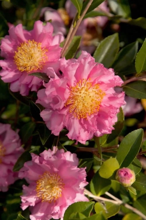 October Magic Carpet Dwarf Camellia - 1 Gallon Pot 1 October Magic Carpet Dwarf Camellia - 1 Gallon Pot