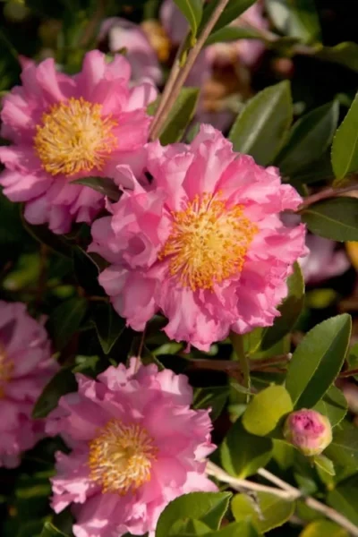 October Magic Carpet Dwarf Camellia - 2.5 Quart Pot