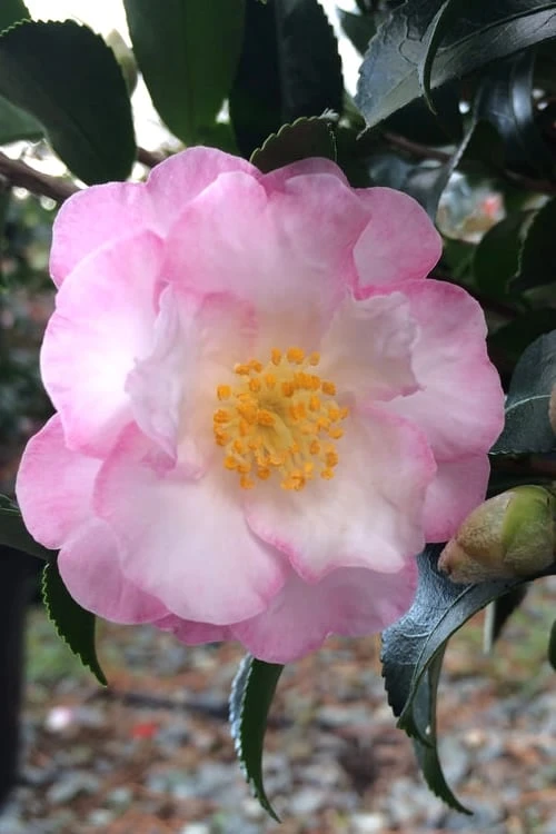 October Magic Orchid Camellia - 1 Gallon Pot 1 October Magic Orchid Camellia - 1 Gallon Pot